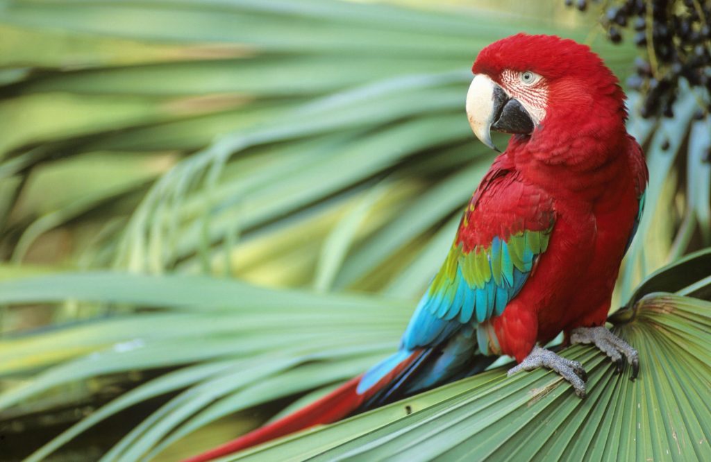 Exotics Parrot For Sale