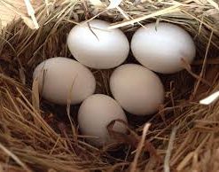 Buy Black palm Cockatoo Parrot Eggs