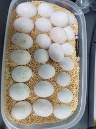 Blue Throated Macaw Parrot Eggs