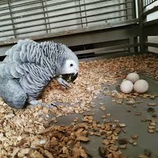 Buy Congo African Grey Parrot Eggs