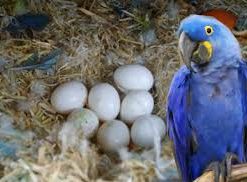 Buy Hyacinth Macaw Parrot Eggs