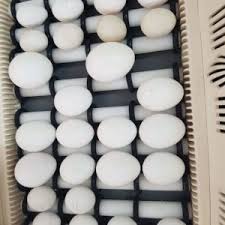 Buy Blue & Gold Macaw Parrot Eggs