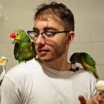 Exotics Parrots For Sale