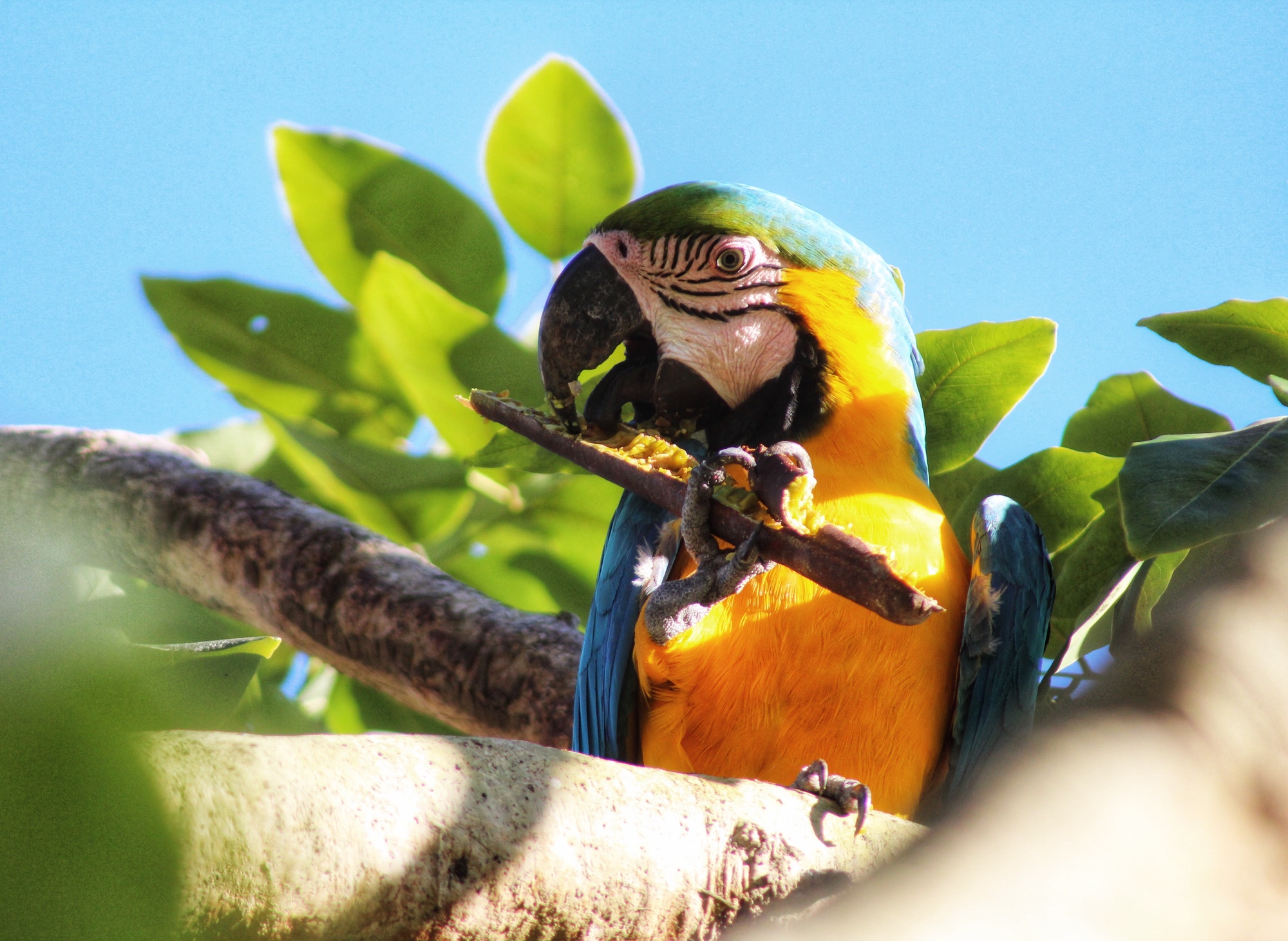 Exotics Parrots For Sale