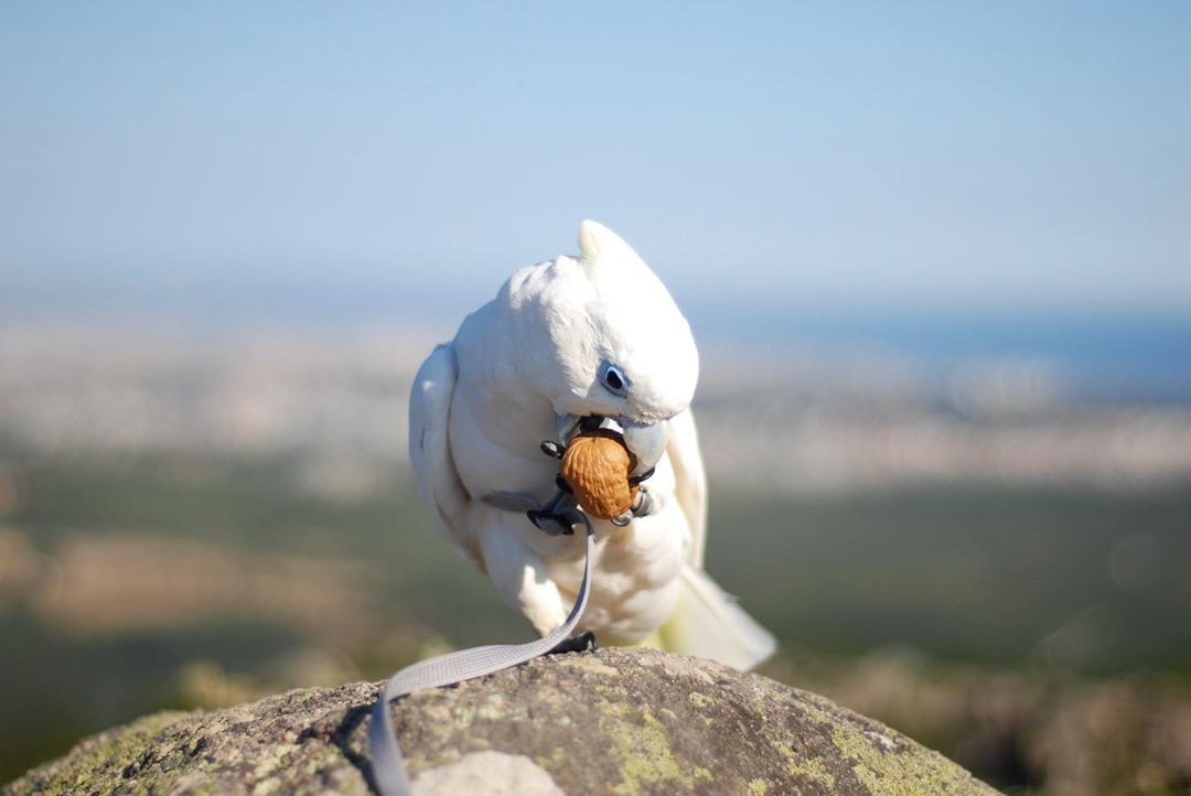 Exotics Parrot For Sale