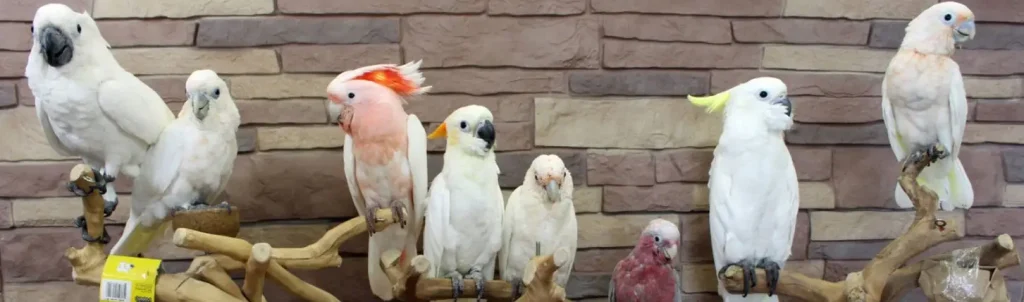 Exotics Parrots For Sale